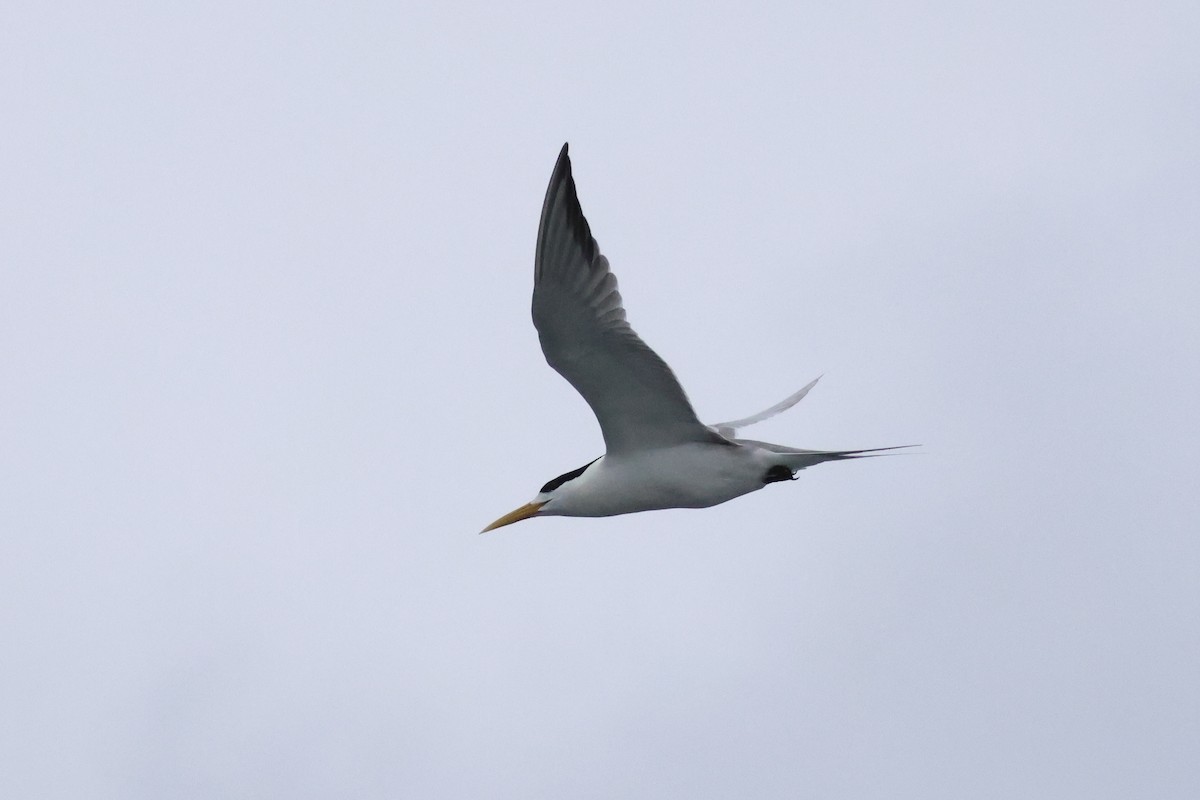 Great Crested Tern - ML618397809