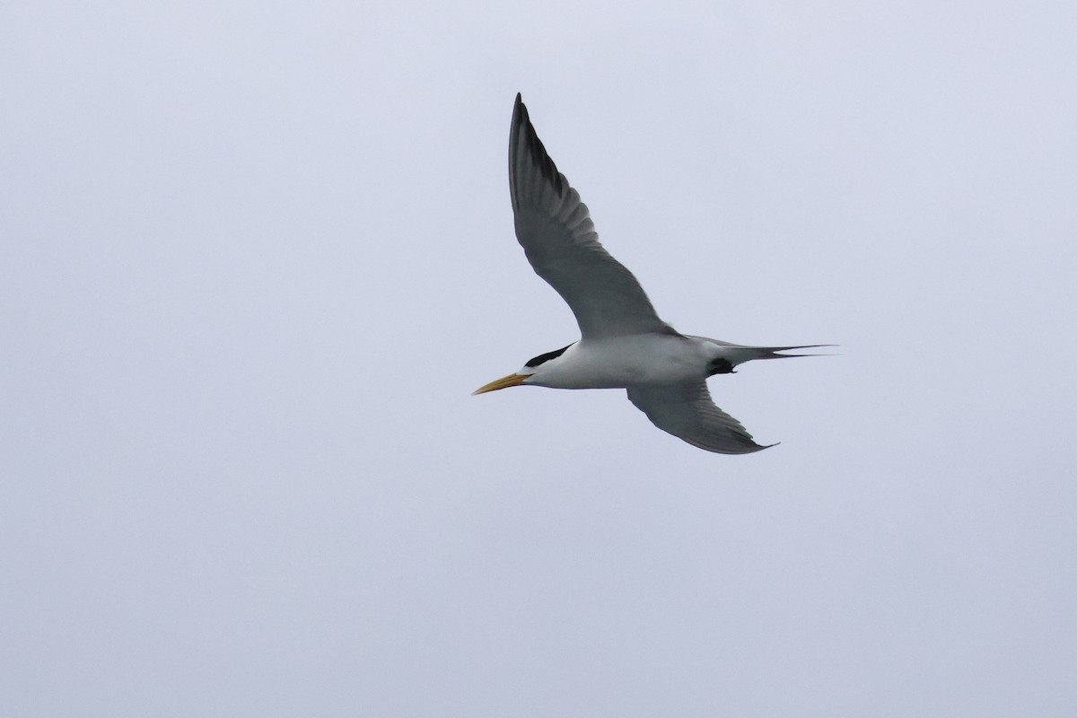 Great Crested Tern - ML618397810