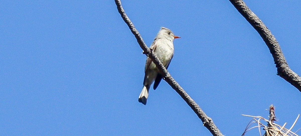Greater Pewee - ML618397815
