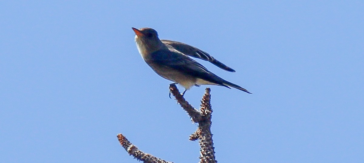 Greater Pewee - ML618397832