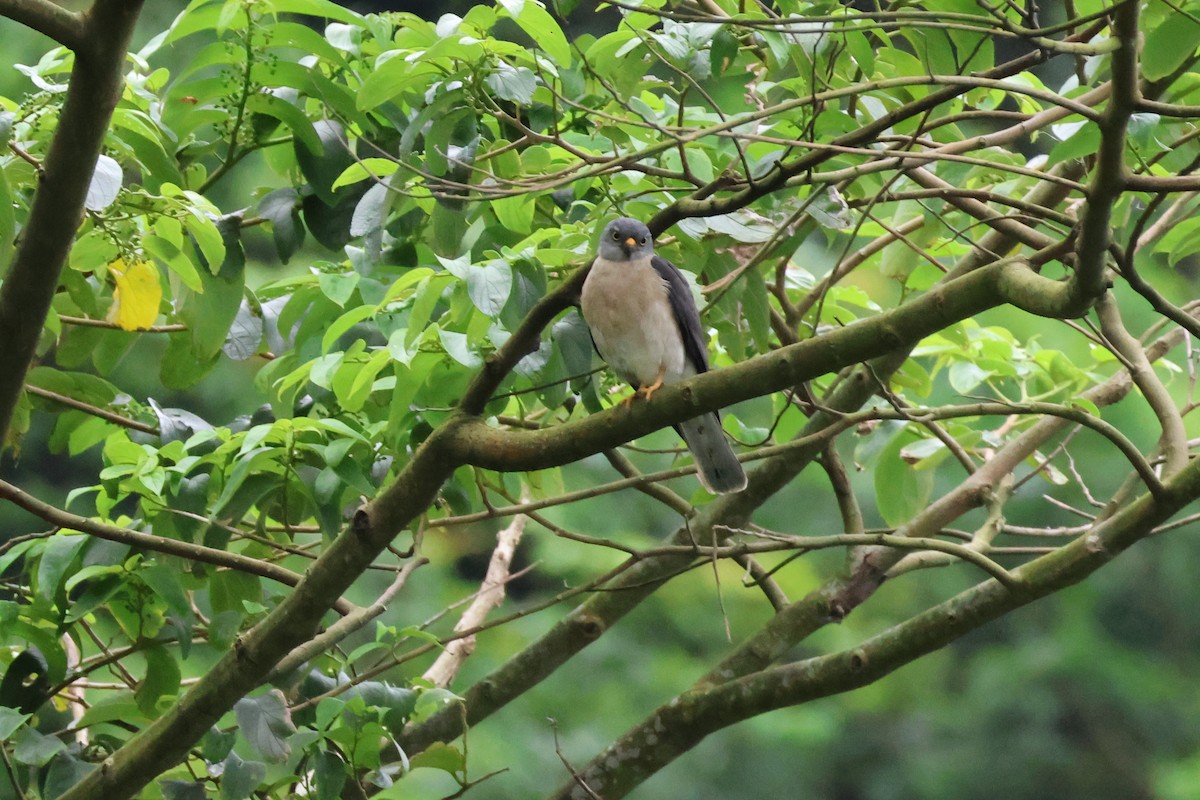 Chinese Sparrowhawk - ML618397838