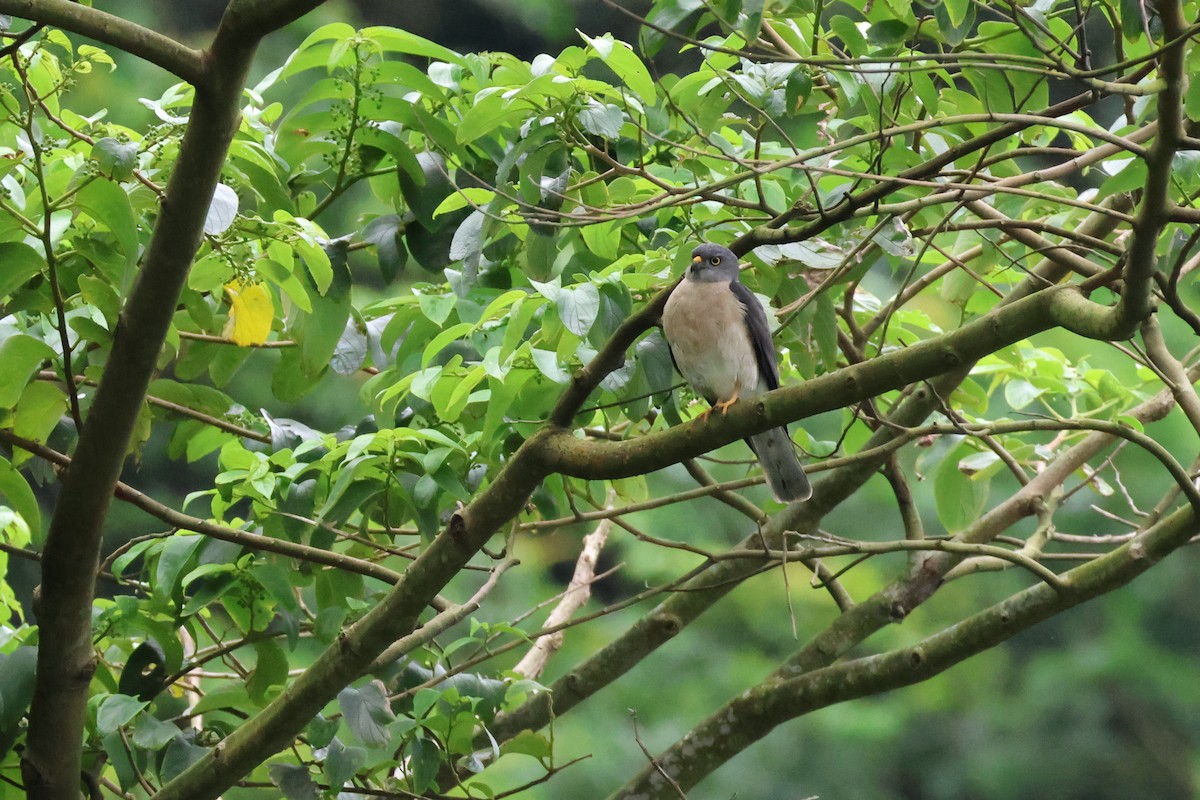 Chinese Sparrowhawk - ML618397839