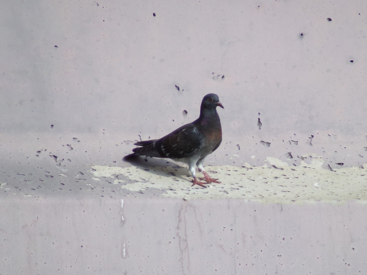 Rock Pigeon (Feral Pigeon) - ML618397843