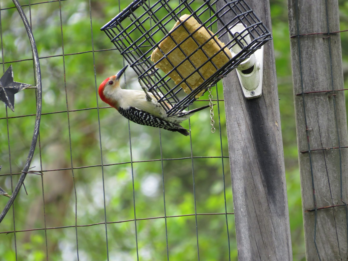 Red-bellied Woodpecker - ML618397845