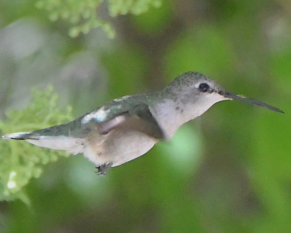 Costa's Hummingbird - ML618397859