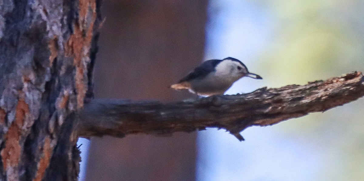 White-breasted Nuthatch - ML618397878