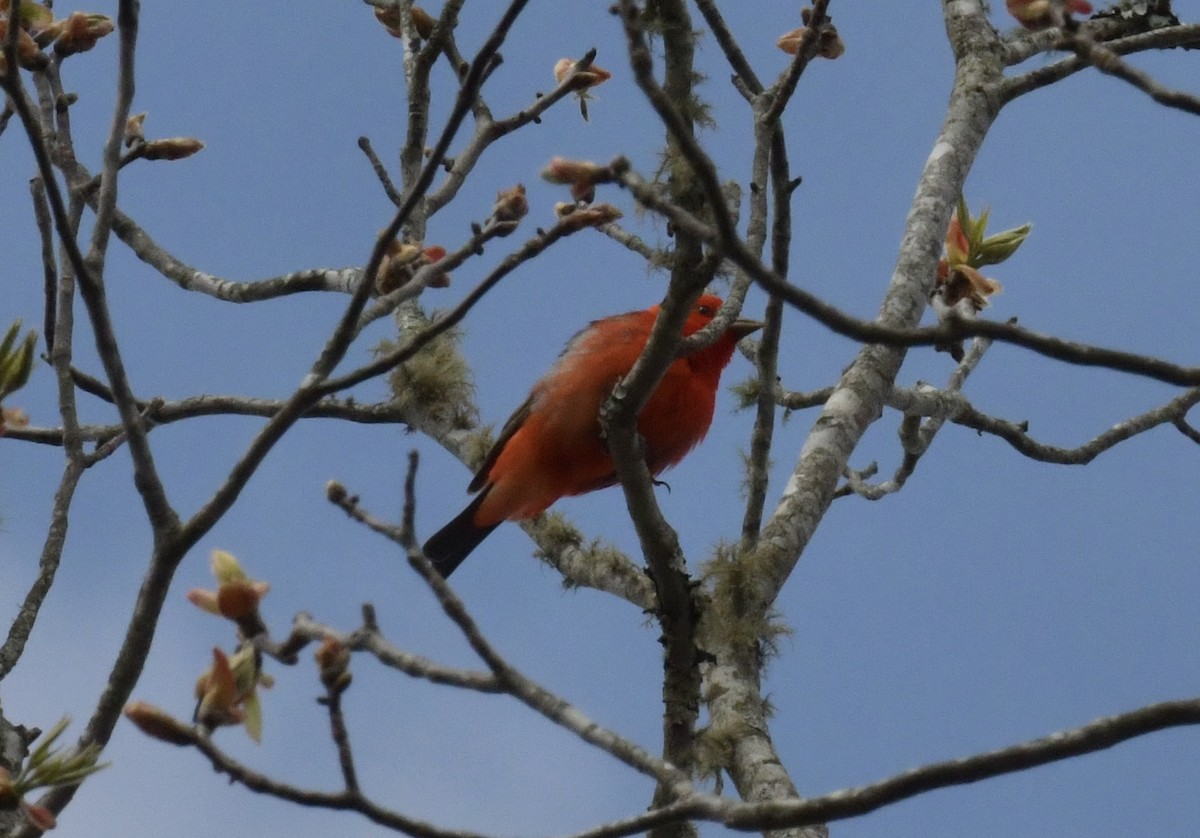 Scarlet Tanager - ML618397880
