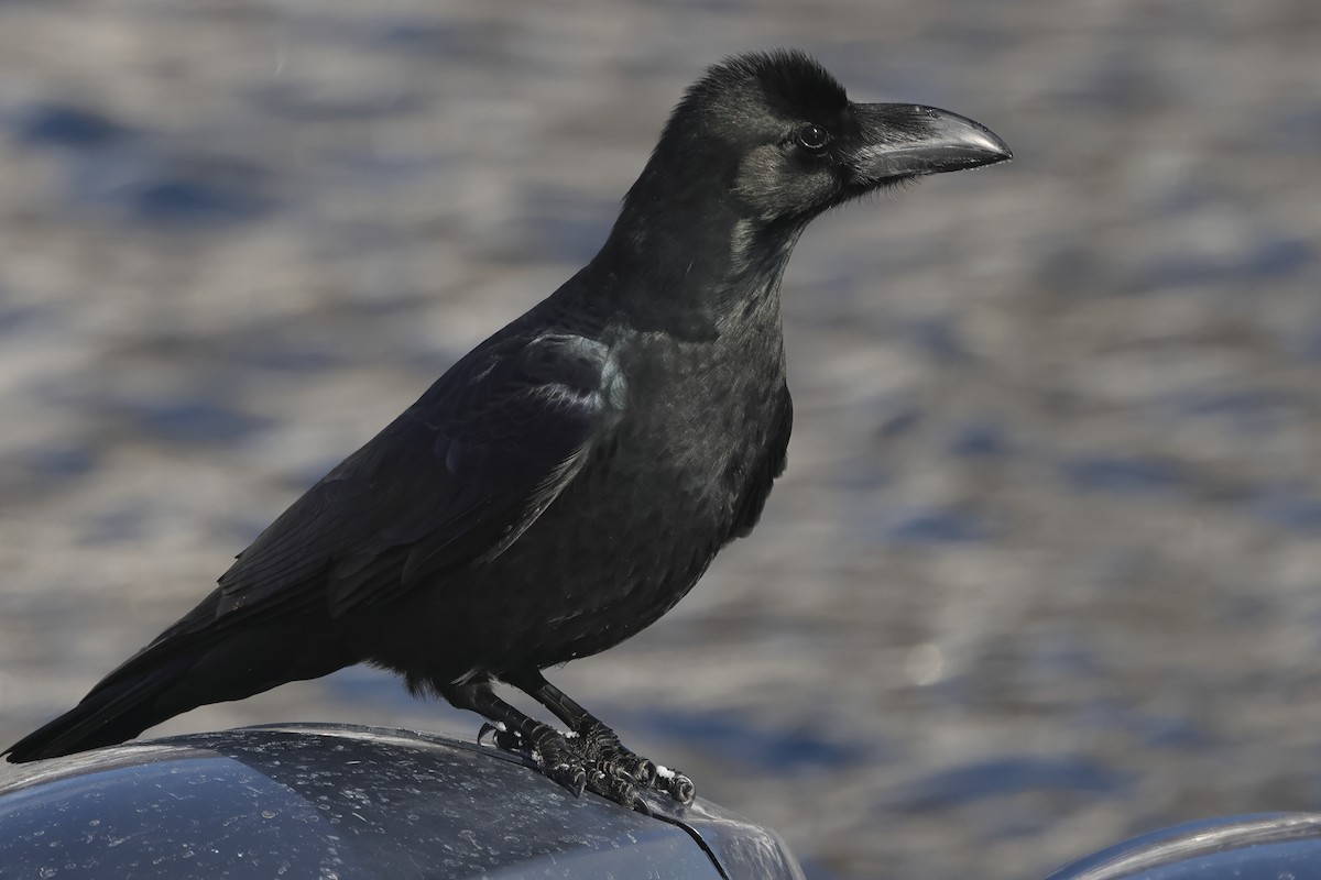 Large-billed Crow (Large-billed) - ML618397888
