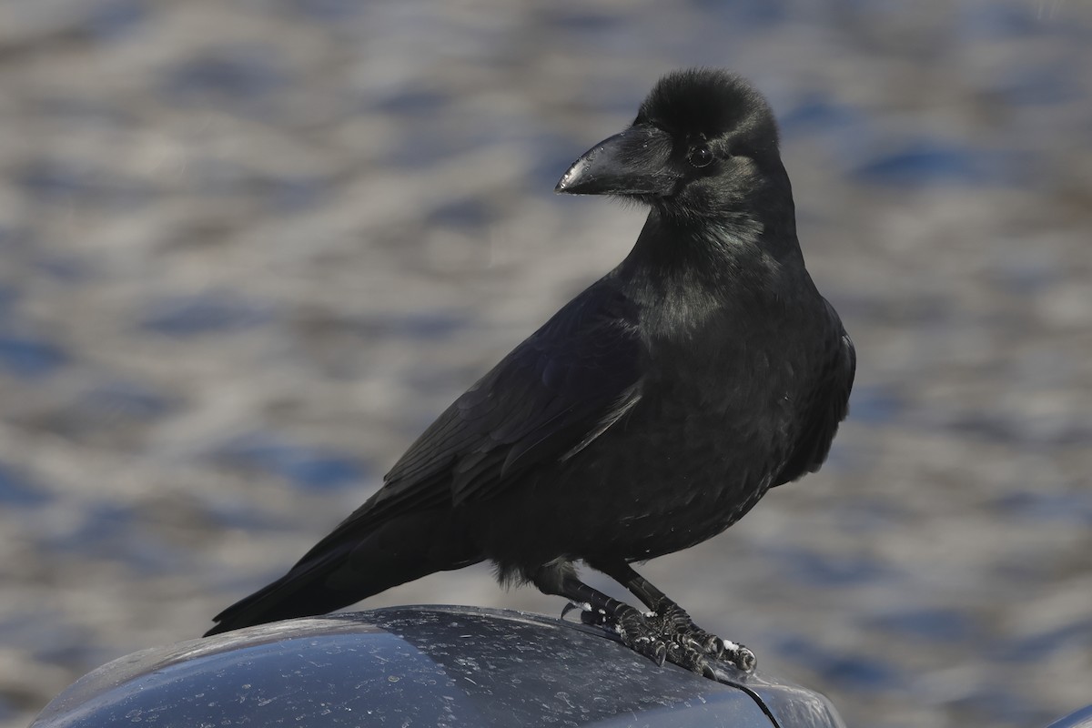 Large-billed Crow (Large-billed) - ML618397897