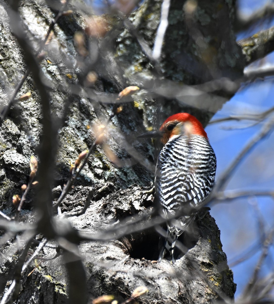 Red-bellied Woodpecker - ML618397908