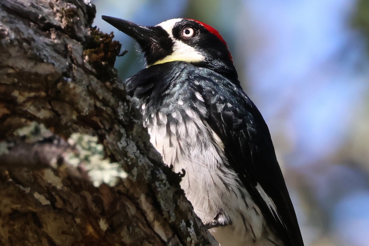 Acorn Woodpecker - ML618397920