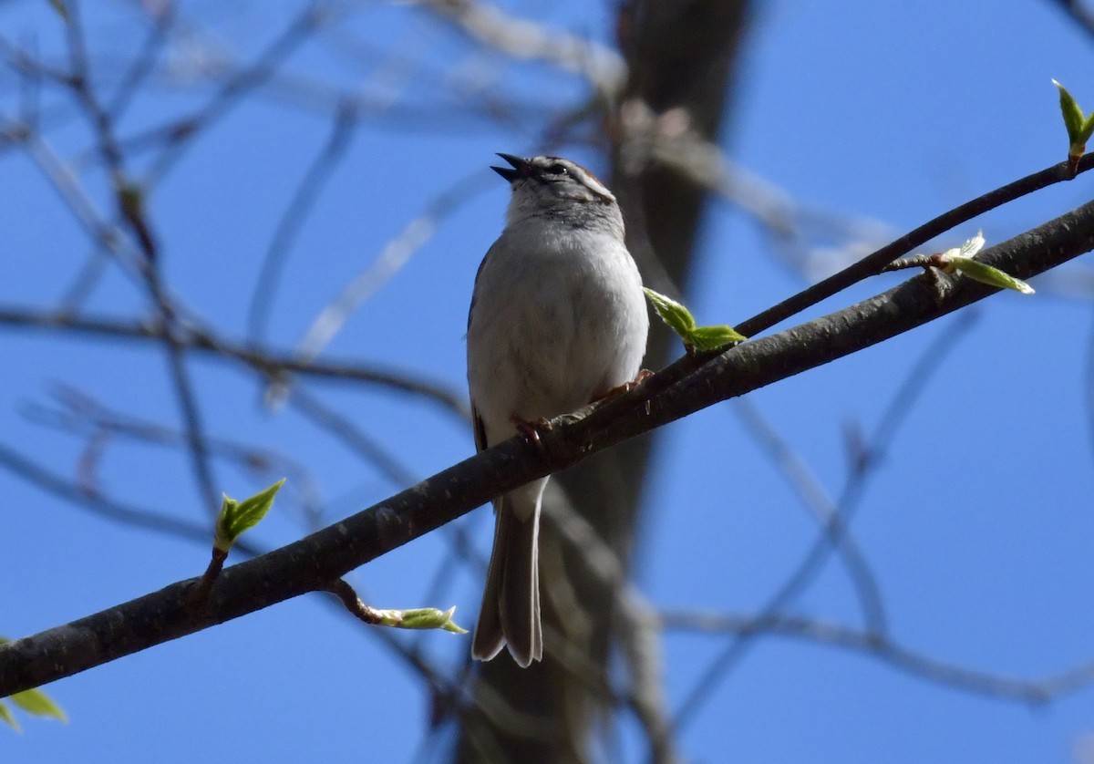 Chipping Sparrow - ML618397942