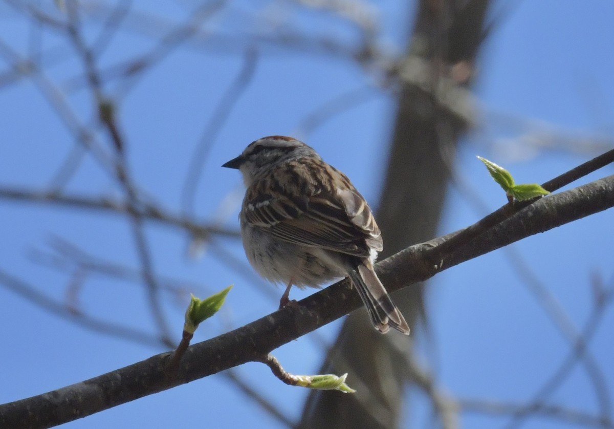 Chipping Sparrow - ML618397943