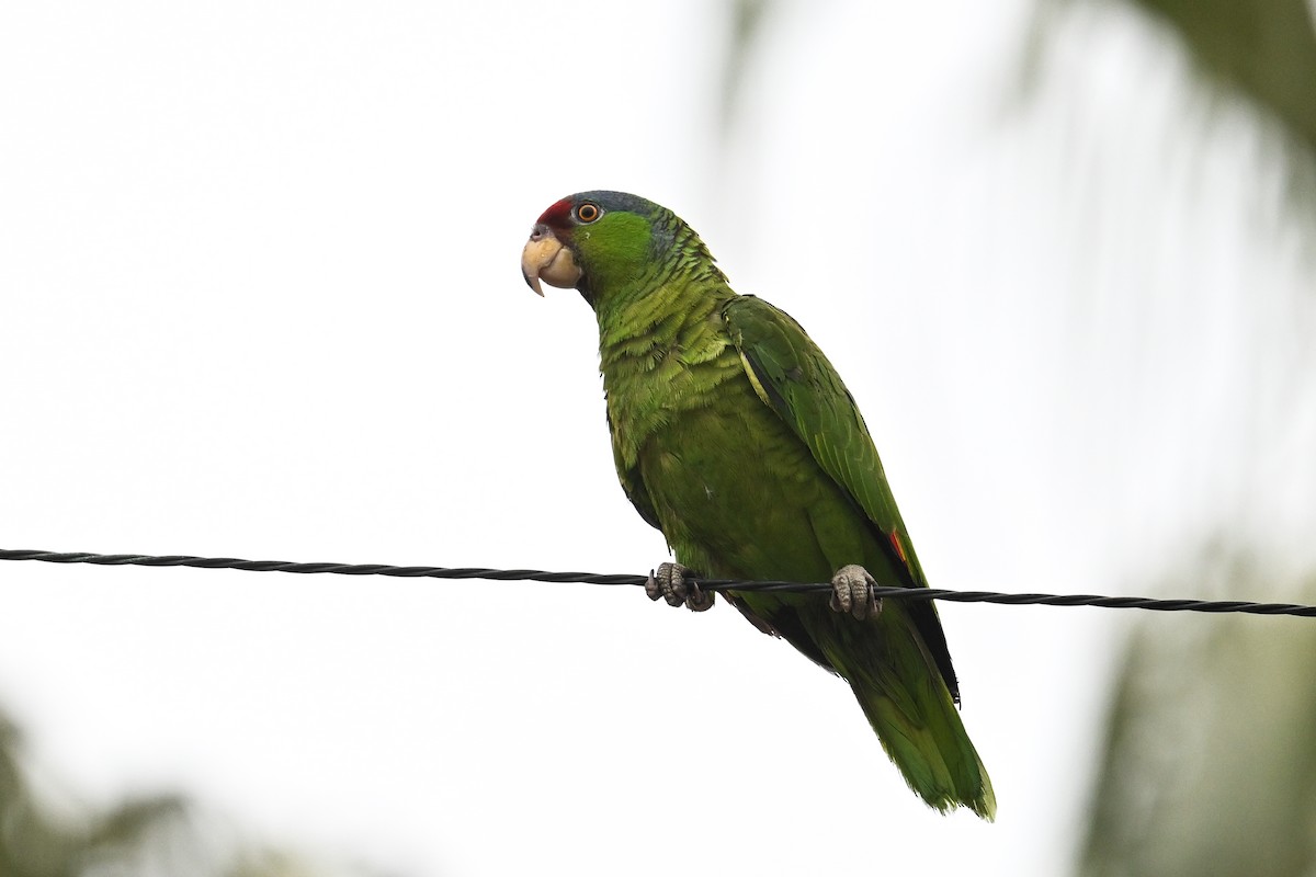 Lilac-crowned Parrot - ML618398006