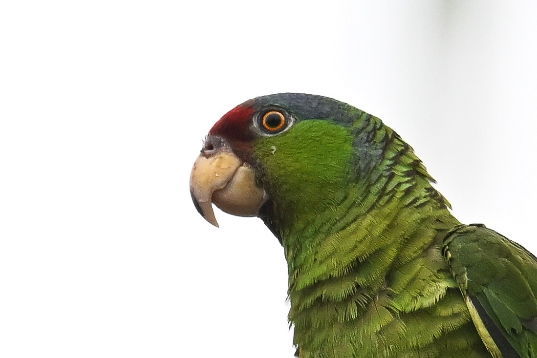 Lilac-crowned Parrot - ML618398019