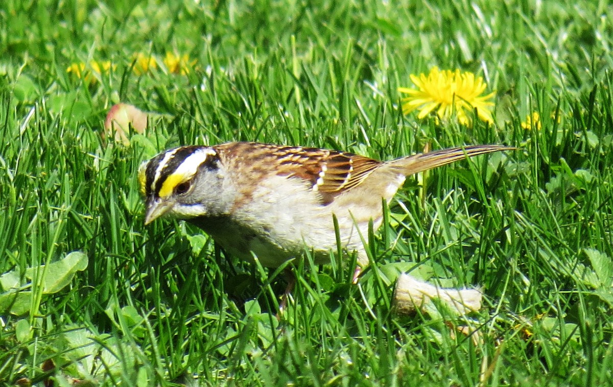 White-throated Sparrow - ML618398058