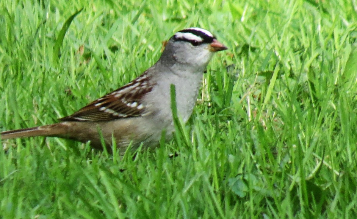 White-crowned Sparrow - shelley seidman