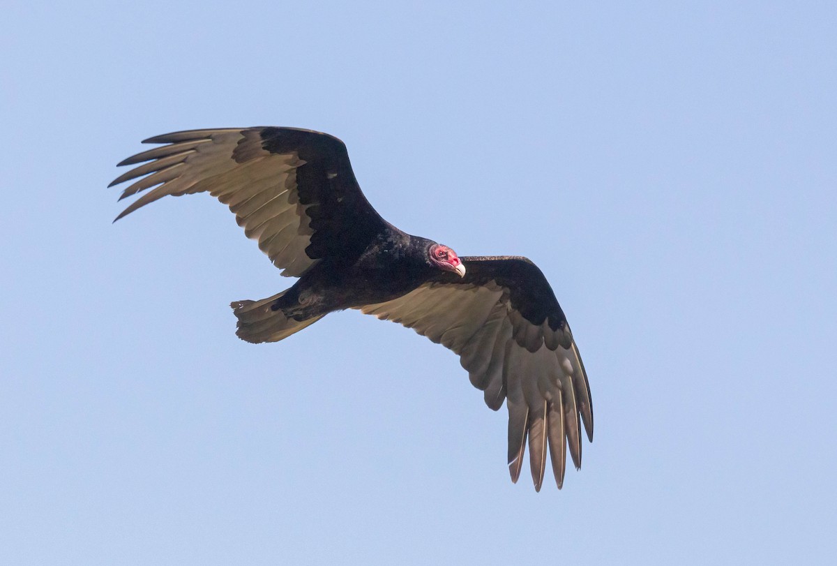 Turkey Vulture - ML618398083