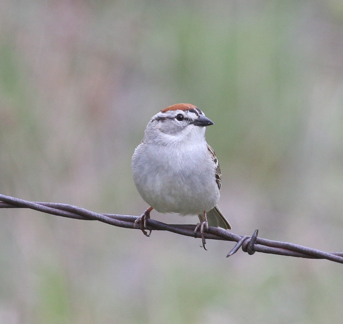 Chipping Sparrow - ML618398141