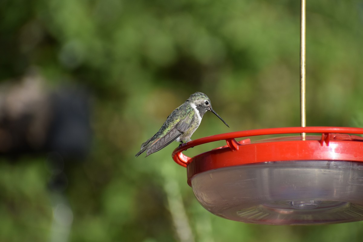 Broad-billed Hummingbird - ML618398148