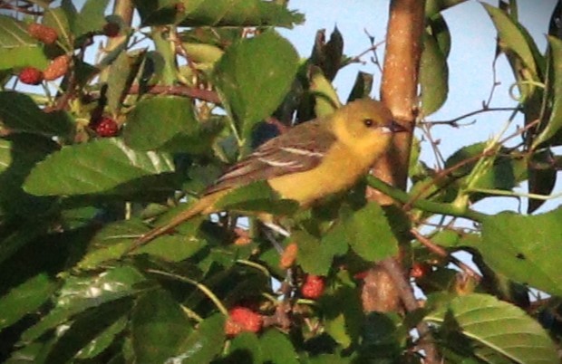 Orchard Oriole - ML618398167