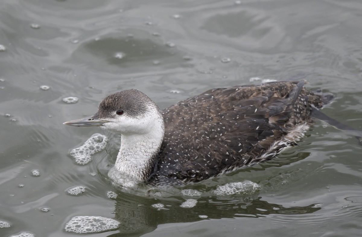 Red-throated Loon - ML618398170