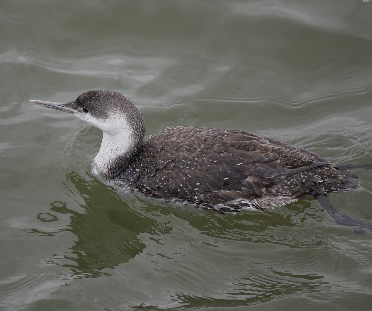 Red-throated Loon - ML618398192