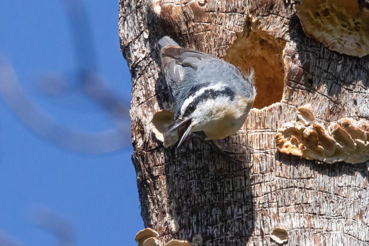 Red-breasted Nuthatch - ML618398199