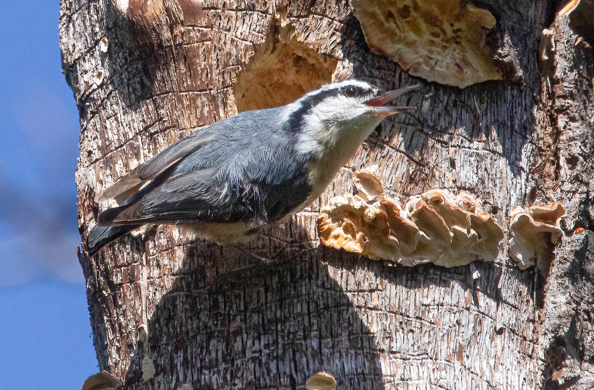 Red-breasted Nuthatch - ML618398200