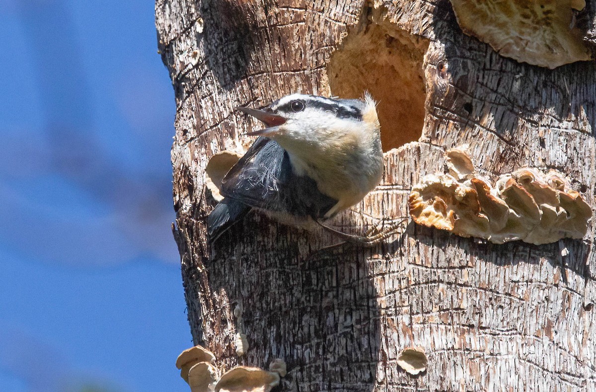 Red-breasted Nuthatch - ML618398201