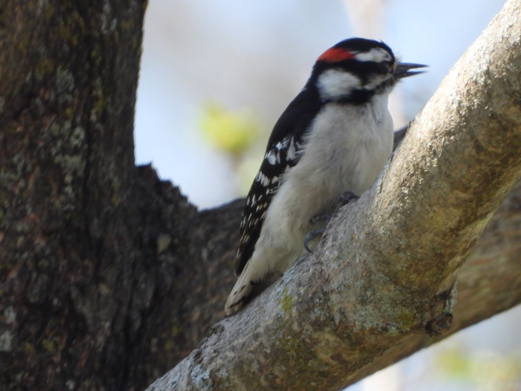 Downy Woodpecker (Eastern) - ML618398206