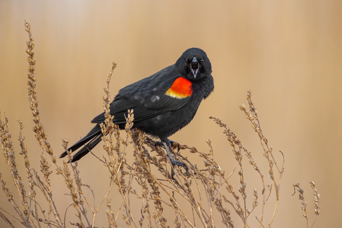Red-winged Blackbird - ML618398210