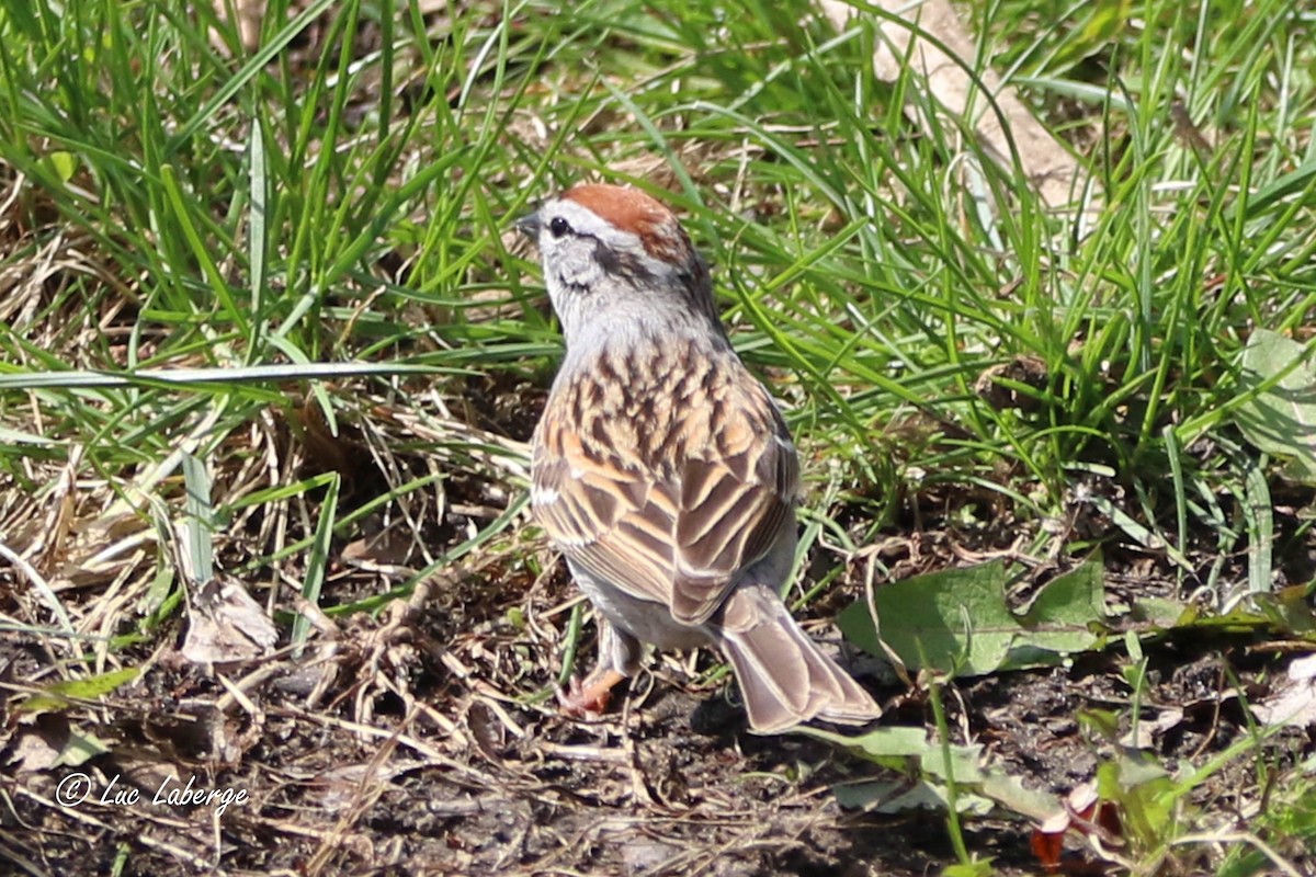Chipping Sparrow - ML618398226