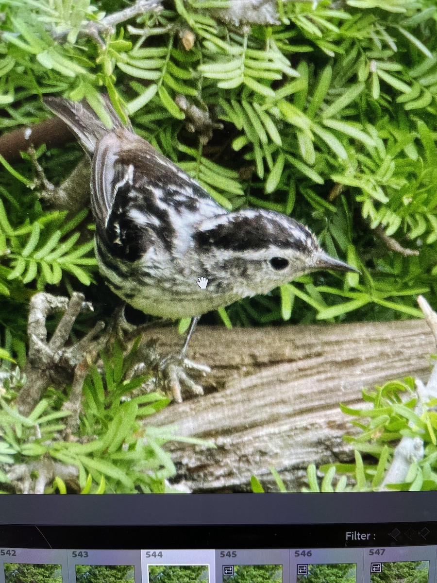 Black-and-white Warbler - ML618398227