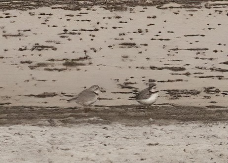 Piping Plover - ML618398257
