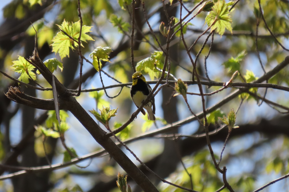 Black-throated Green Warbler - ML618398298