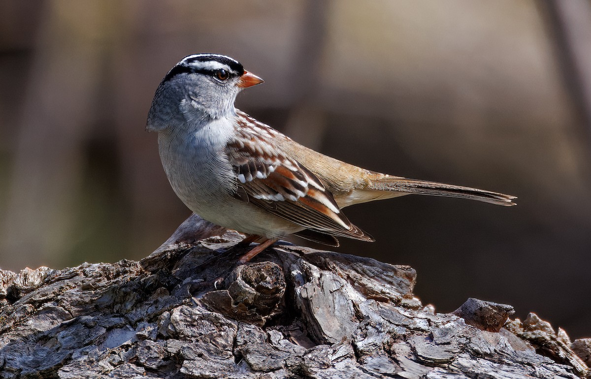 White-crowned Sparrow - ML618398306