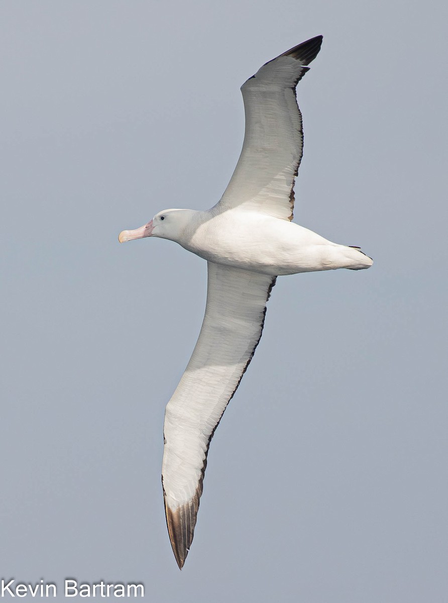 Snowy Albatross - ML618398311