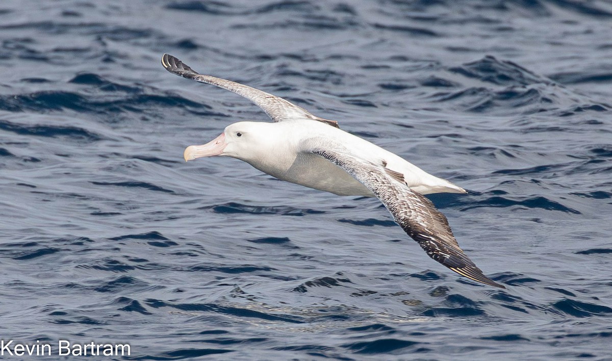 albatros stěhovavý - ML618398312