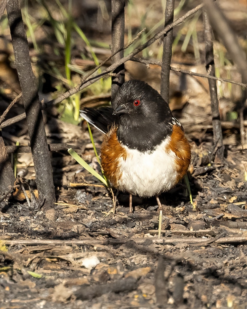 Spotted Towhee - ML618398327