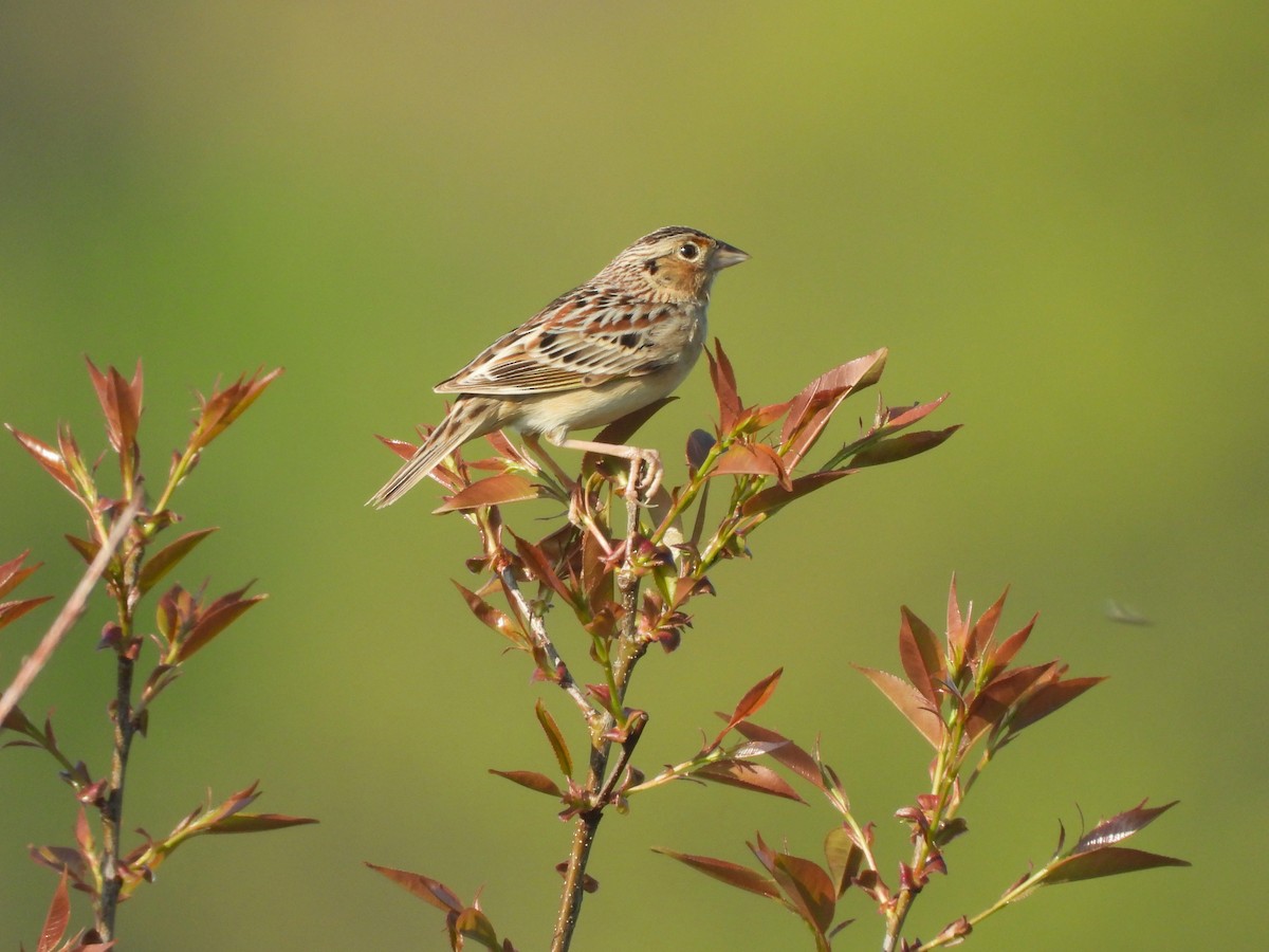 Grasshopper Sparrow - JamEs ParRis