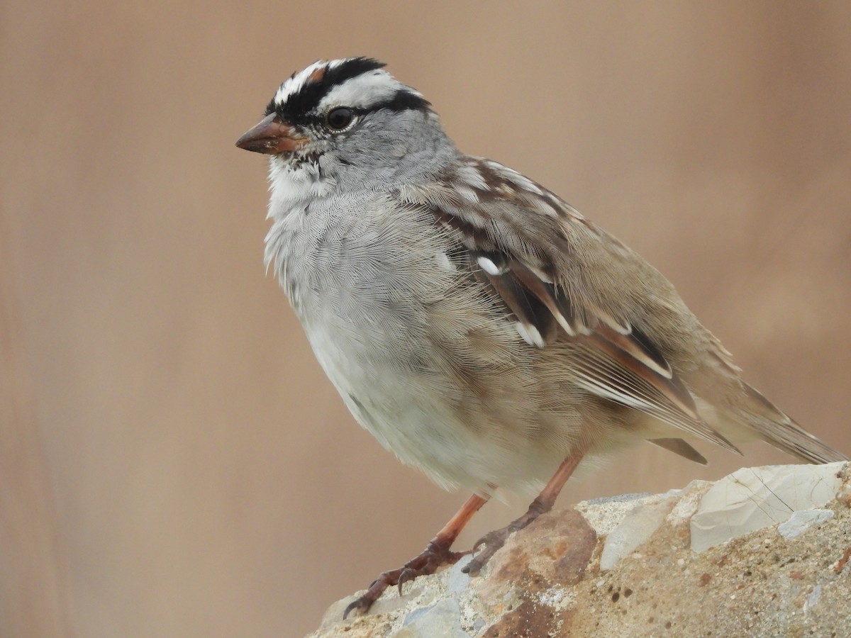 White-crowned Sparrow - ML618398353