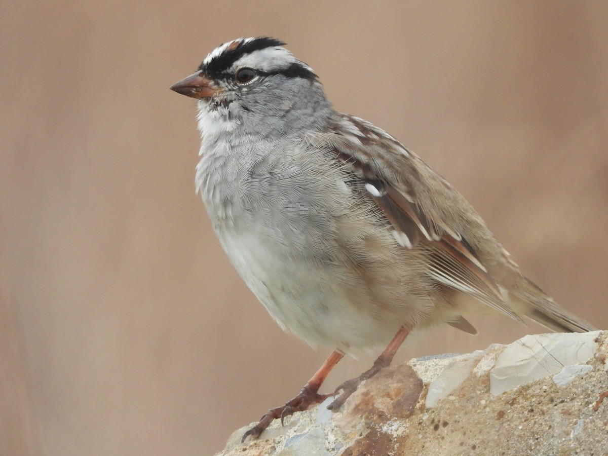 White-crowned Sparrow - ML618398354