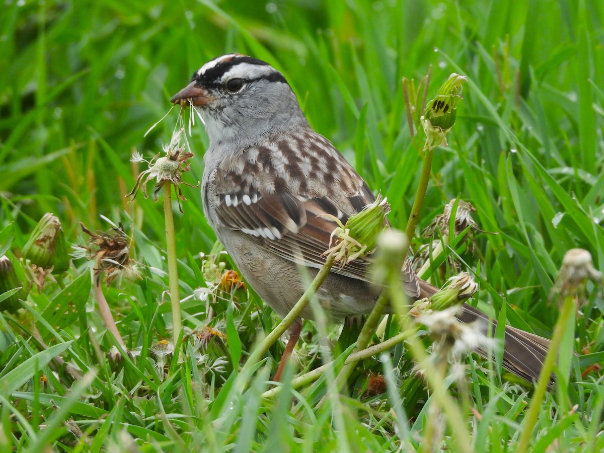 White-crowned Sparrow - ML618398362
