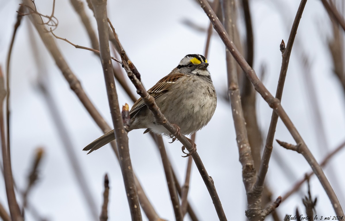 White-throated Sparrow - ML618398367