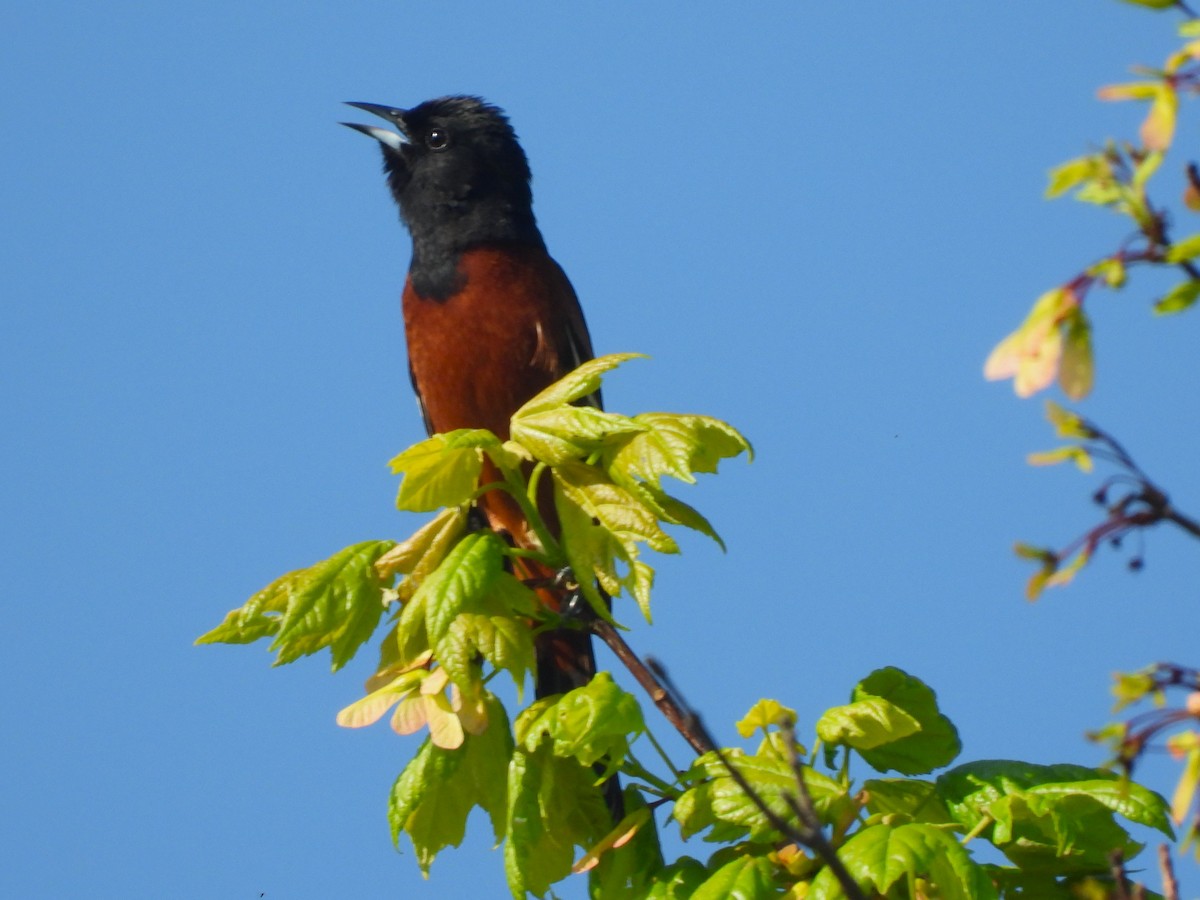 Orchard Oriole - ML618398383
