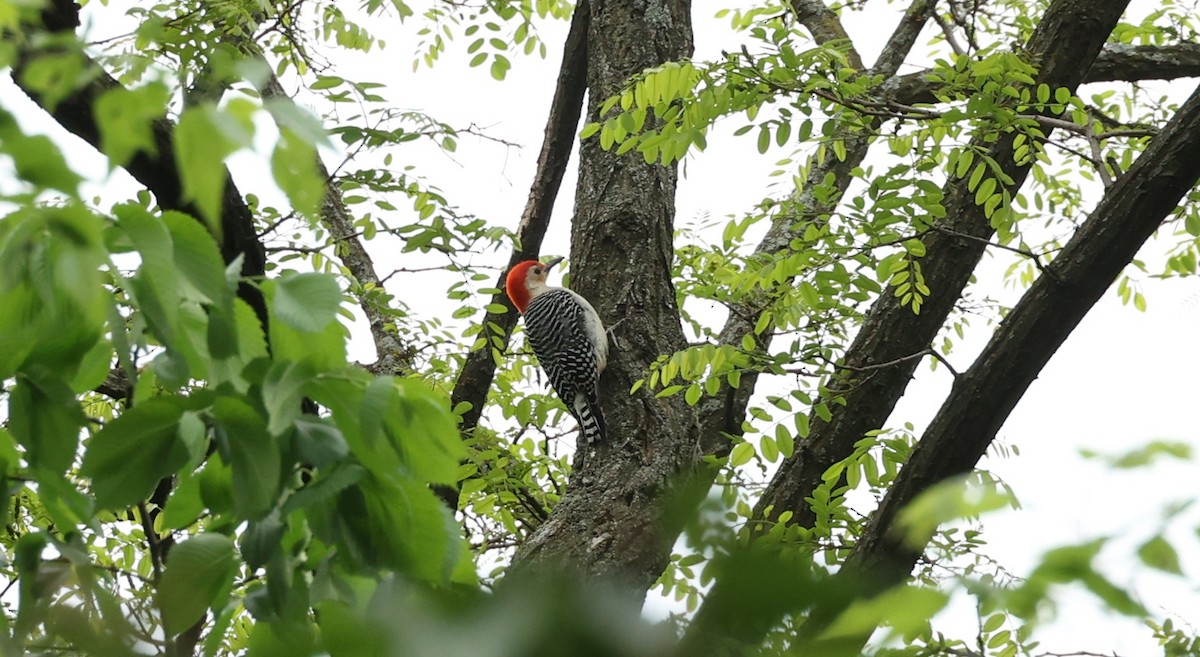 Red-bellied Woodpecker - ML618398412