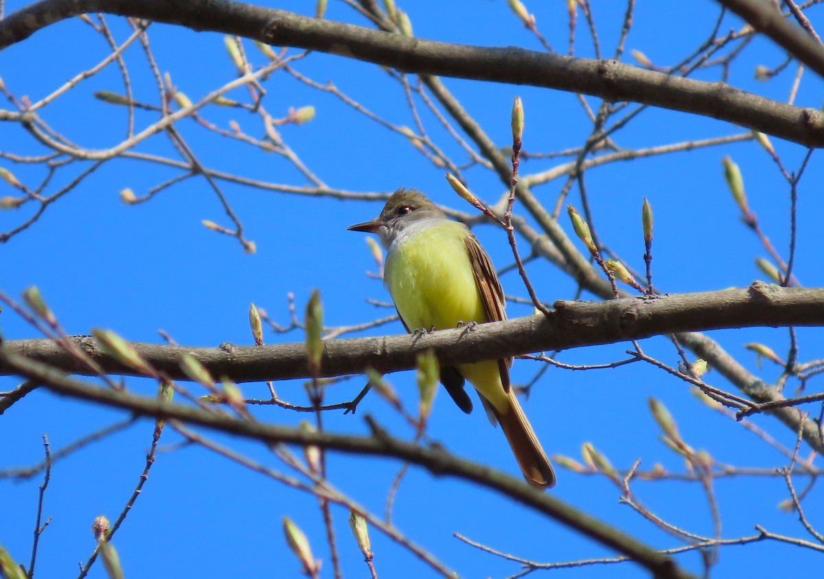 Great Crested Flycatcher - ML618398419