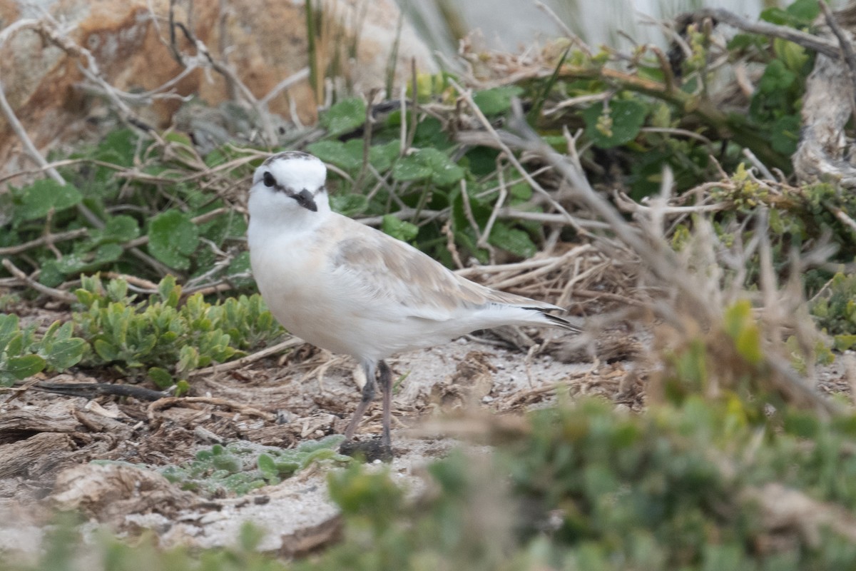White-fronted Plover - ML618398427