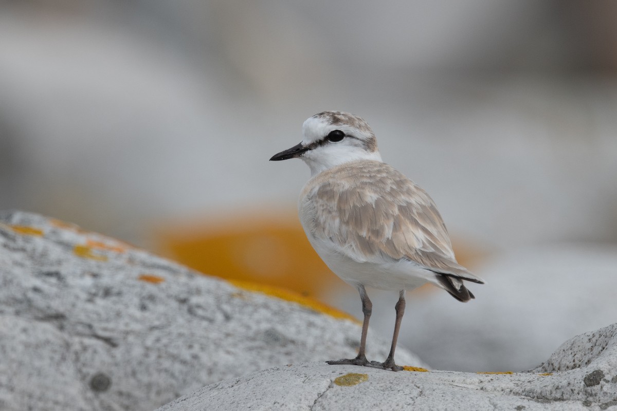 White-fronted Plover - ML618398433